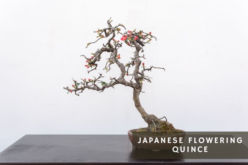 bonsai made out of japanese flowering quince