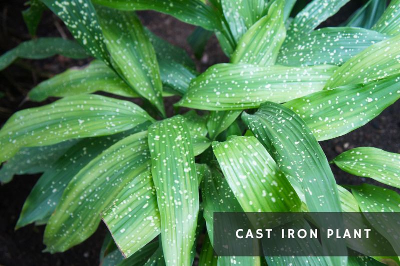 cast iron plant