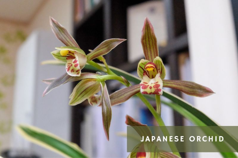japanese orchid flowers