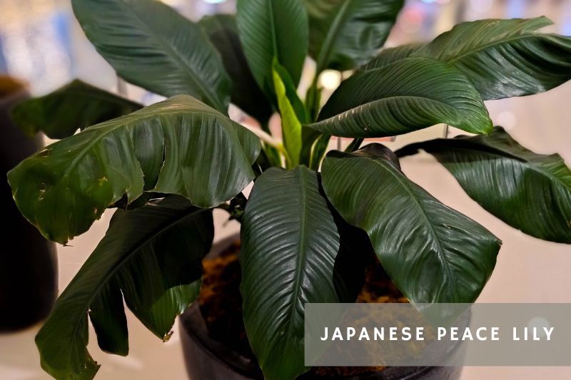 peace lily variety native to japan