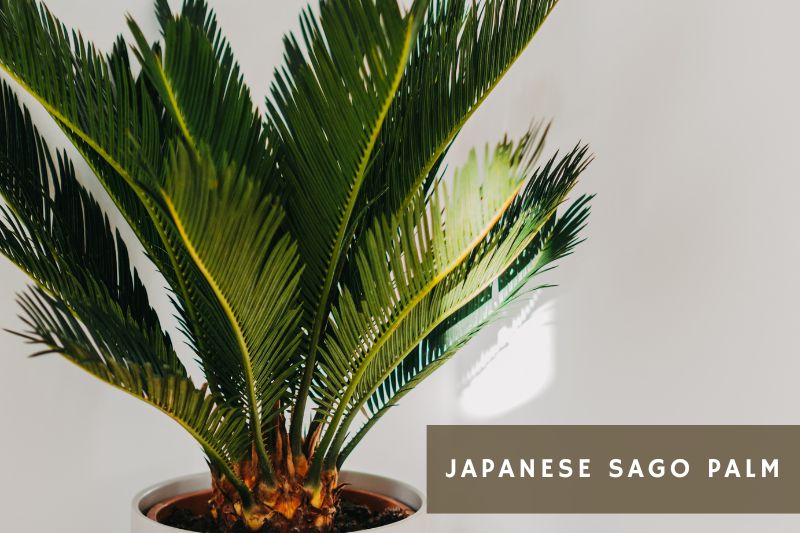 japanese sango palm