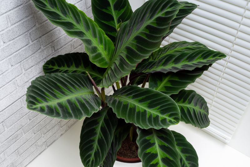 jungle velvet calathea with big leaves