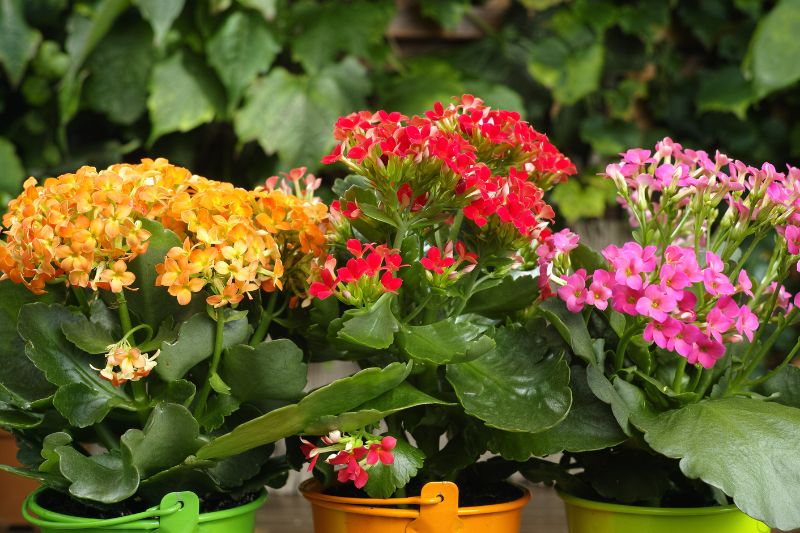 flowering kalanchoes with red, yellow and pink clusters of flowers