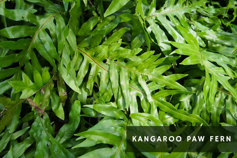 kangoroo paw fern