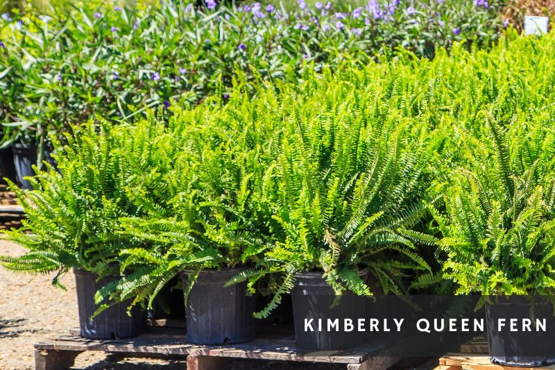 kimberly queen fern