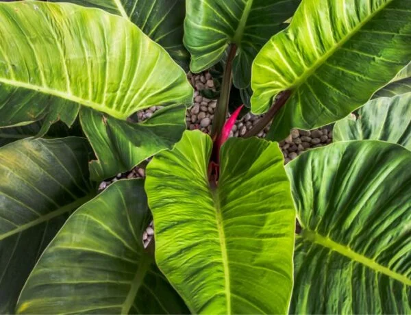 large philodendron melinonii