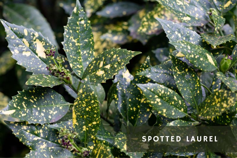laurel with spotted leaves