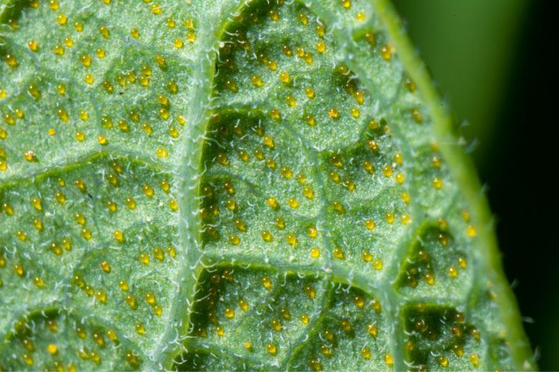 leaf with golden nectar drops at EFNs