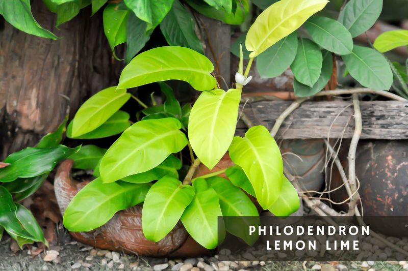 lemon lime philodendron variety