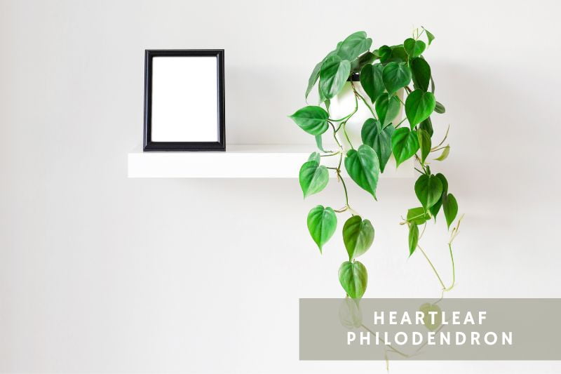 heartleaf philodendron on a shelf