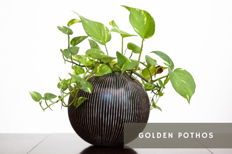 golden pothos