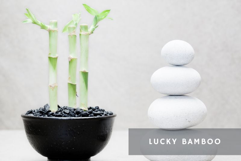 lucky bamboo