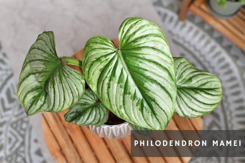 mamei philodendron variety