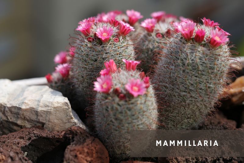 pink flowering mammillaria cacti