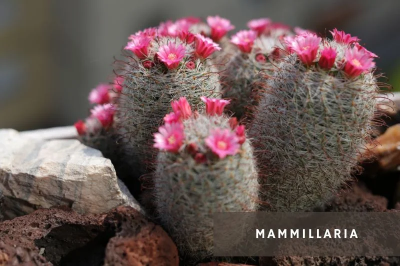 pink flowering mammillaria cacti