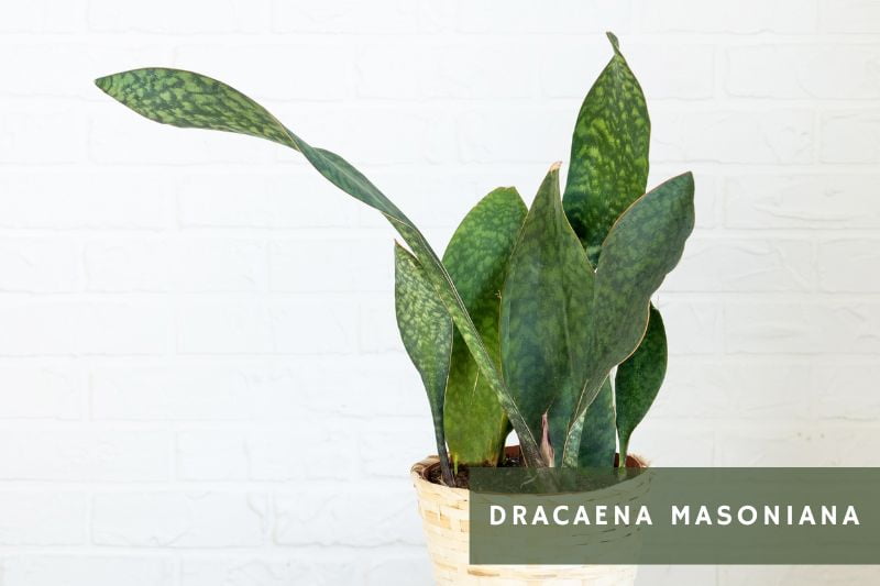 Dracaena masoniana