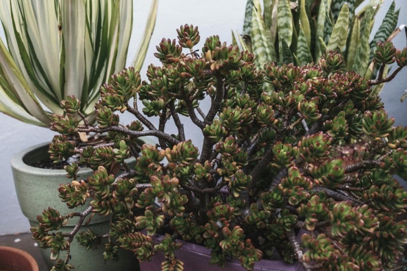 Mature Jade Plant pruned into a bonsai-style branching silhouette