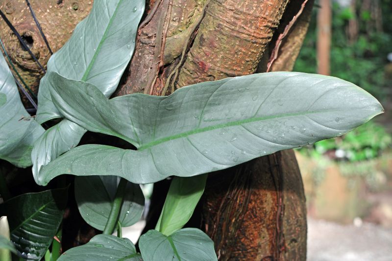 mature philodendron hastatum leaf
