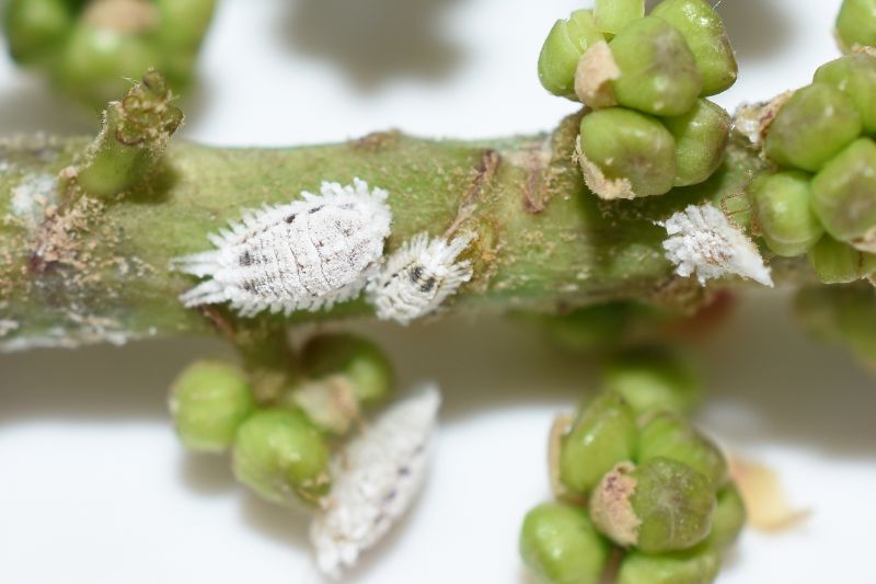 white mealybugs on plant