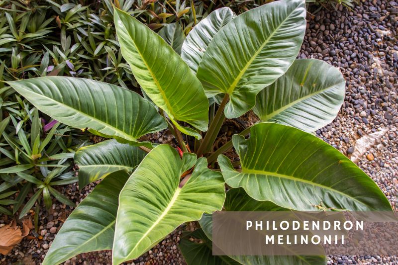 melinonii philodendron variety
