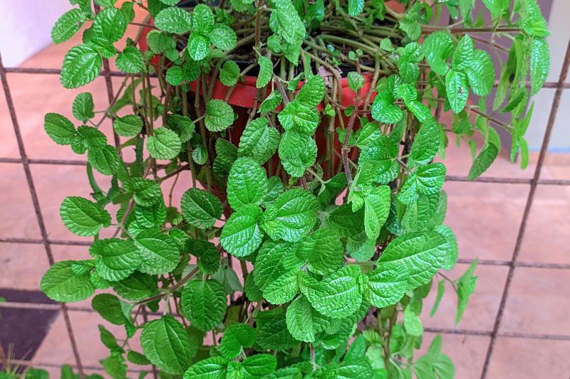 mint plant vining in a pot