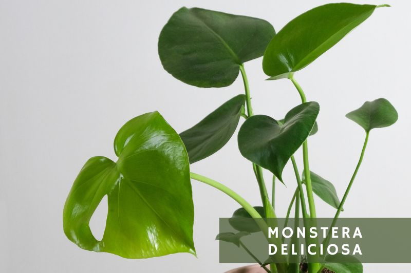 baby monstera deliciosa with heart shaped leaves