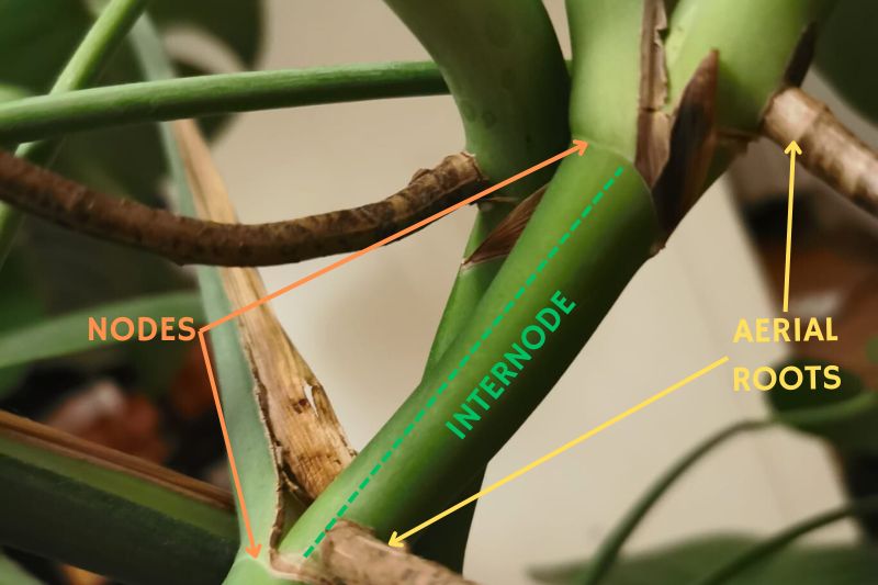monstera stem with nodes and aerial roots