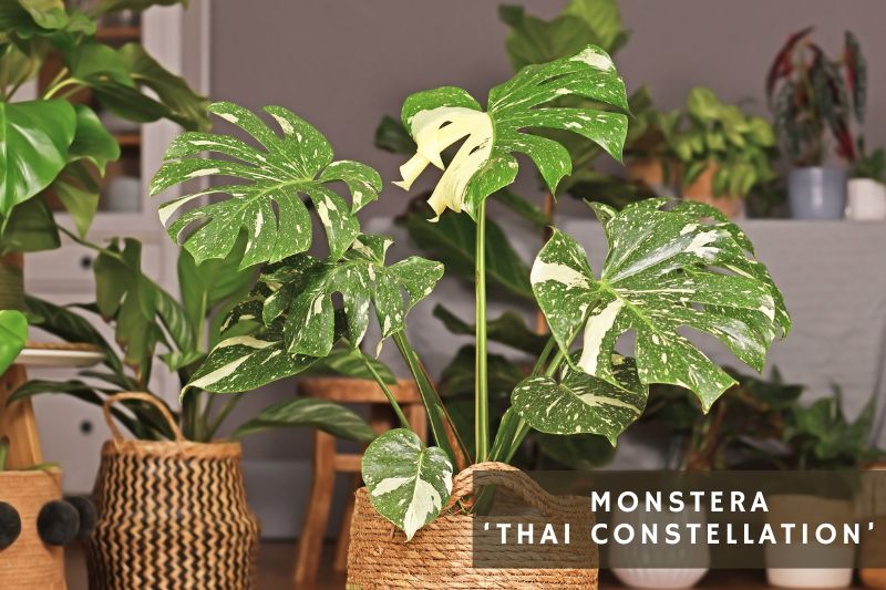 monstera thai constellation with spotted leaves