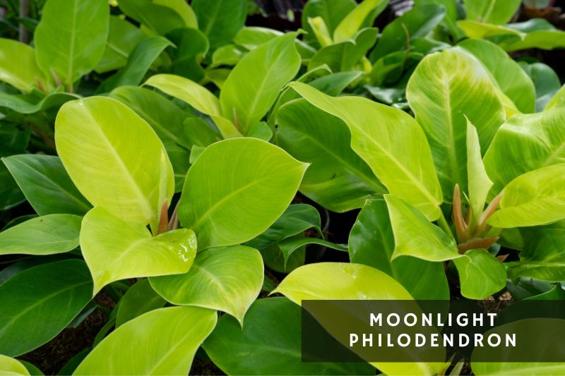 moonlight philodendron variety