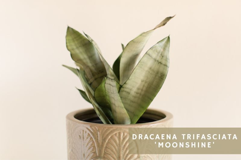 moonshine snake plant