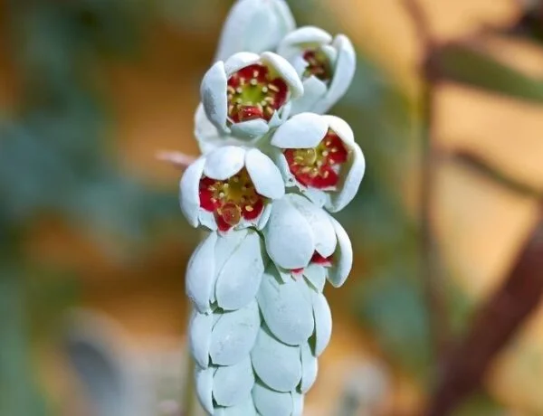 moonstones flowers