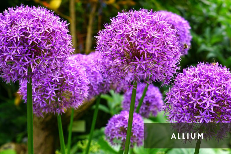 allium flowers