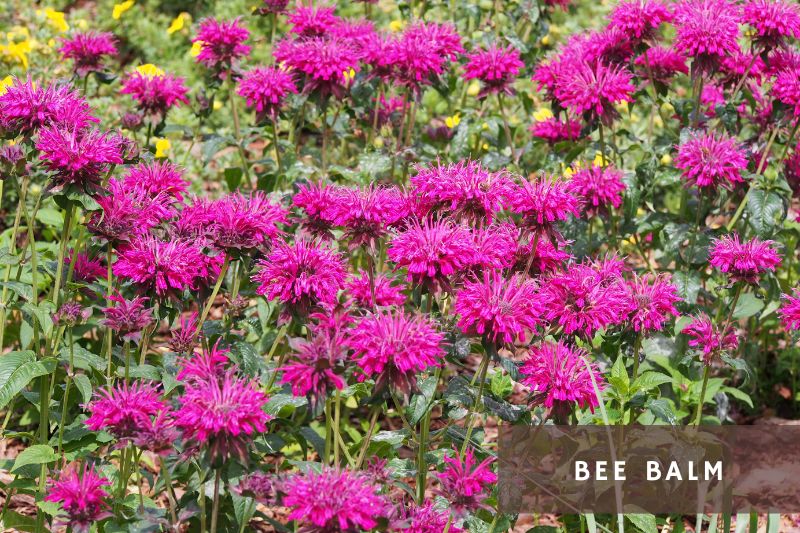 bee balm flowers