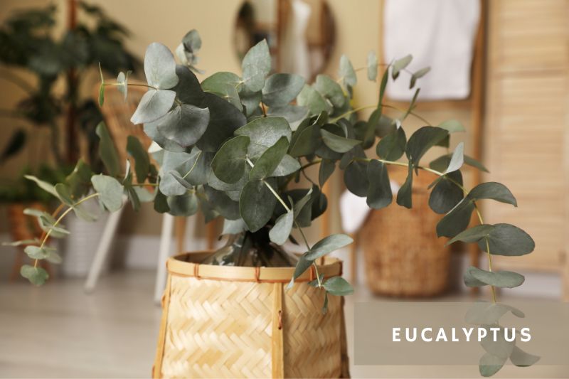 eucalyptus branch