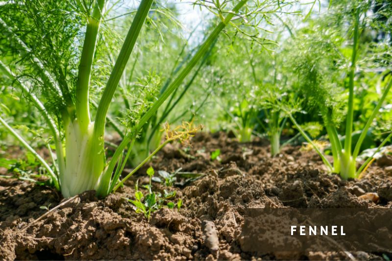 fennel plant