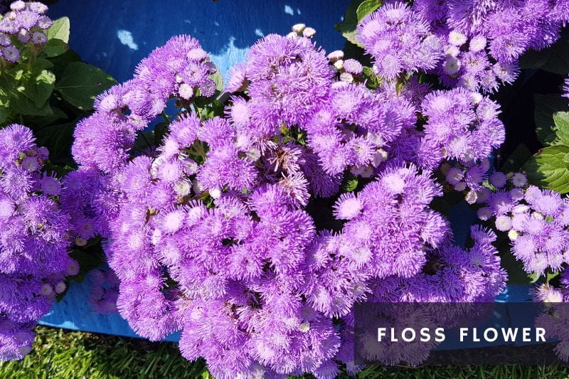 floss flowers
