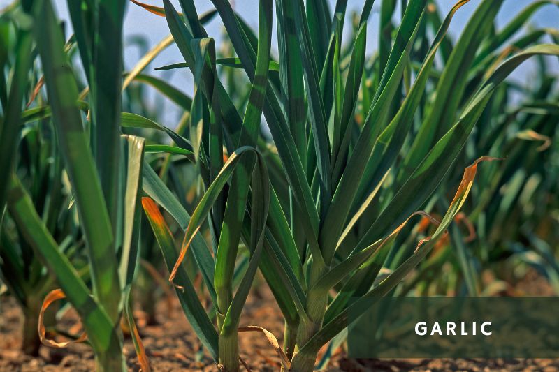 garlic plant