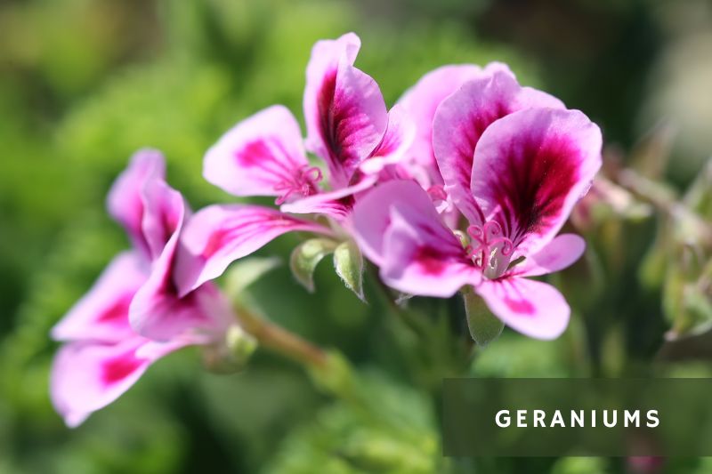 geranium flowers