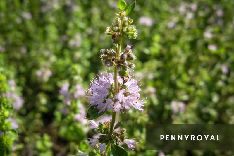 pennnyroyal flower