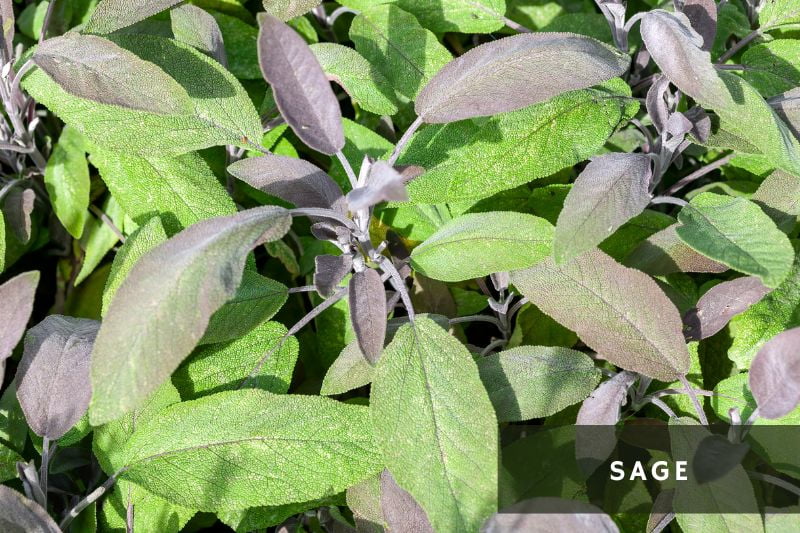 sage plant