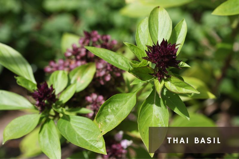 thai basil