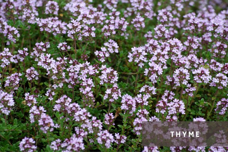 thyme