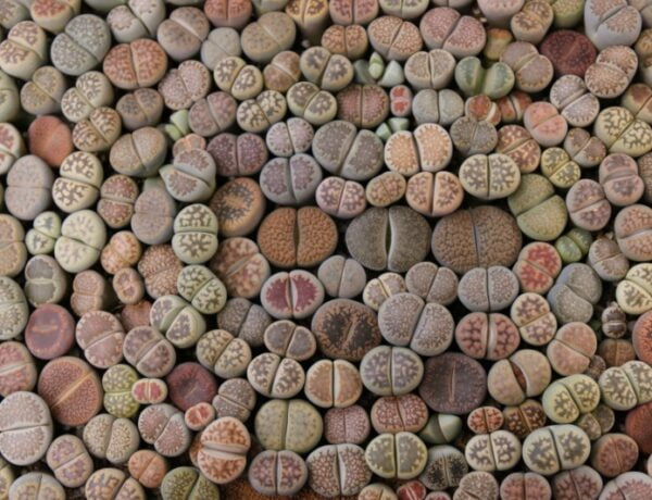 multiple lithops photographed from above