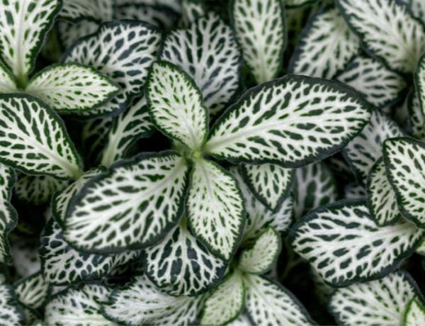 nerve plant with white variegation