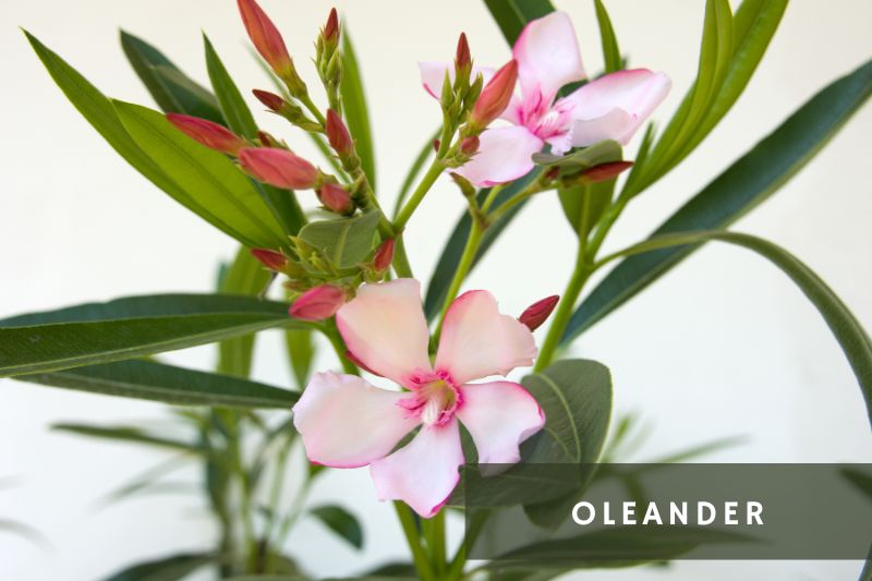 oleander pink flowers
