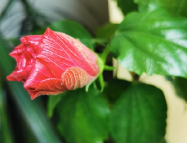 red hibiscus bud ready to open