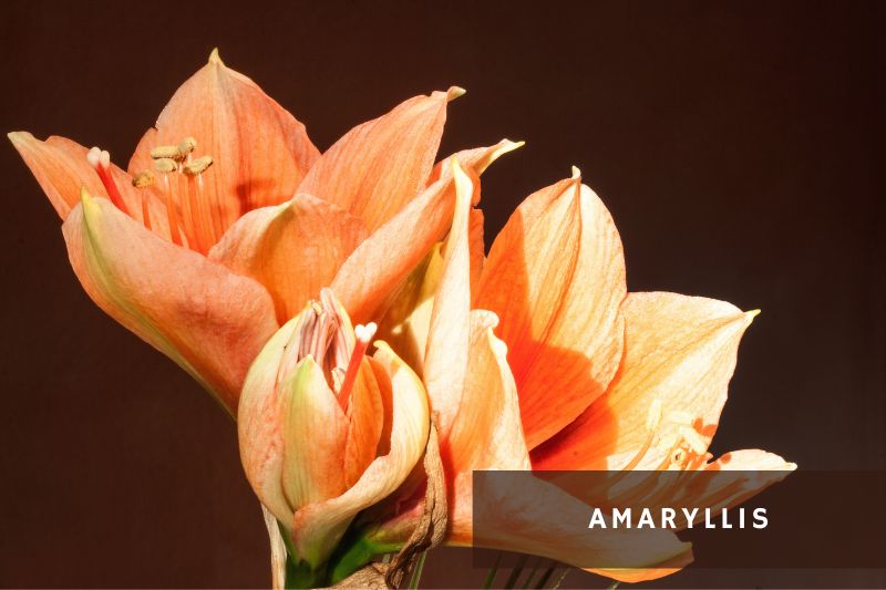 orange flowering amaryllis