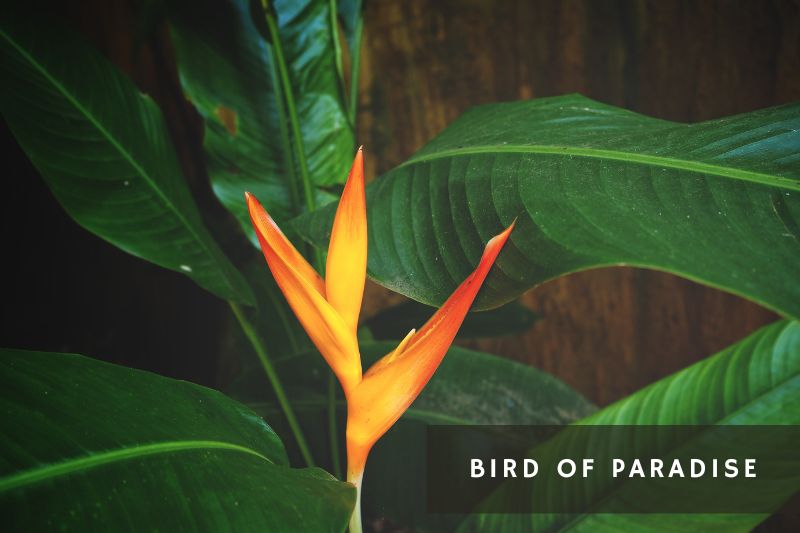 orange flowering bird of paradise