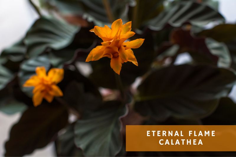 orange flowering calathea