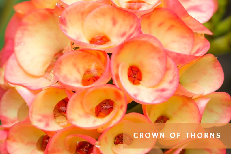 orange flowering crown of thorns